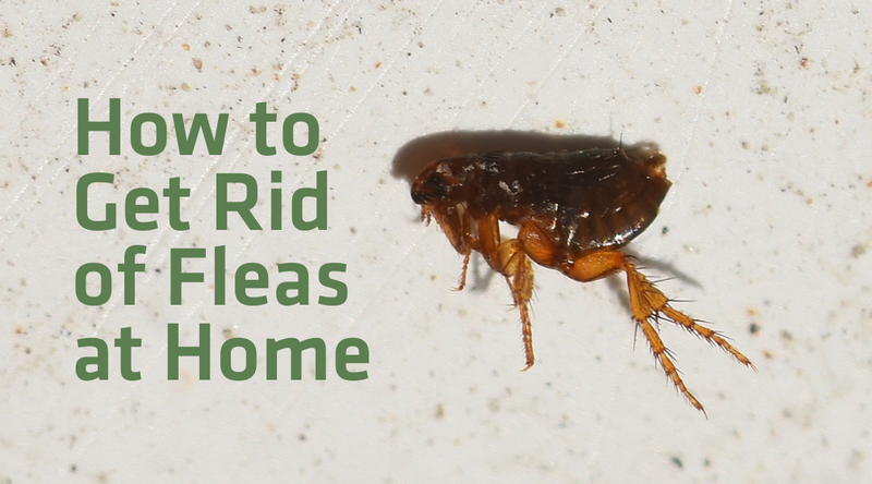 Getting Rid of Fleas