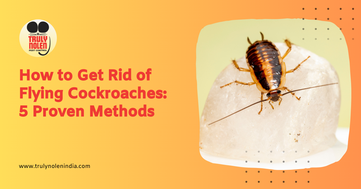 How to Get Rid of Roaches