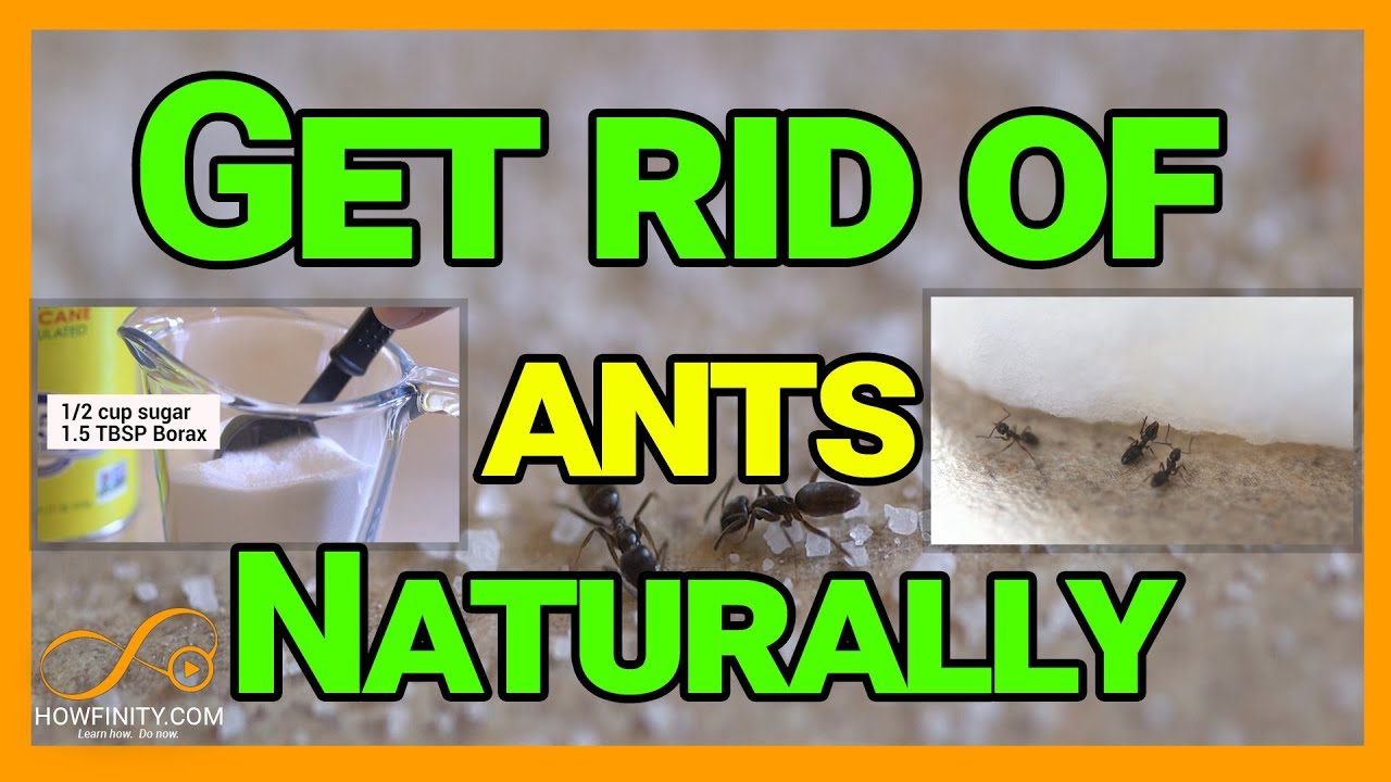 Home Remedies for Ant Control