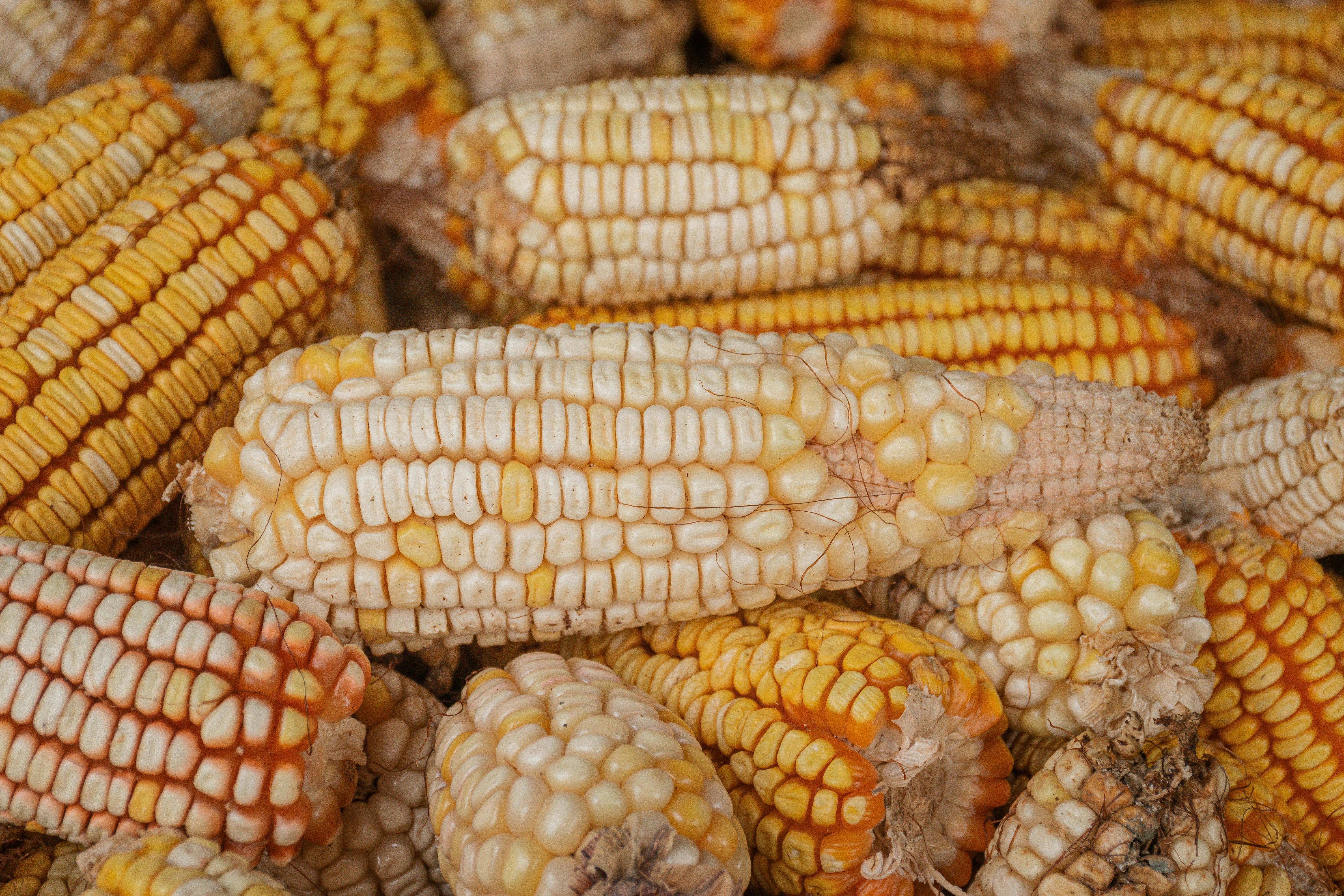 Enjoying Delicious Microwave Corn on the Cob