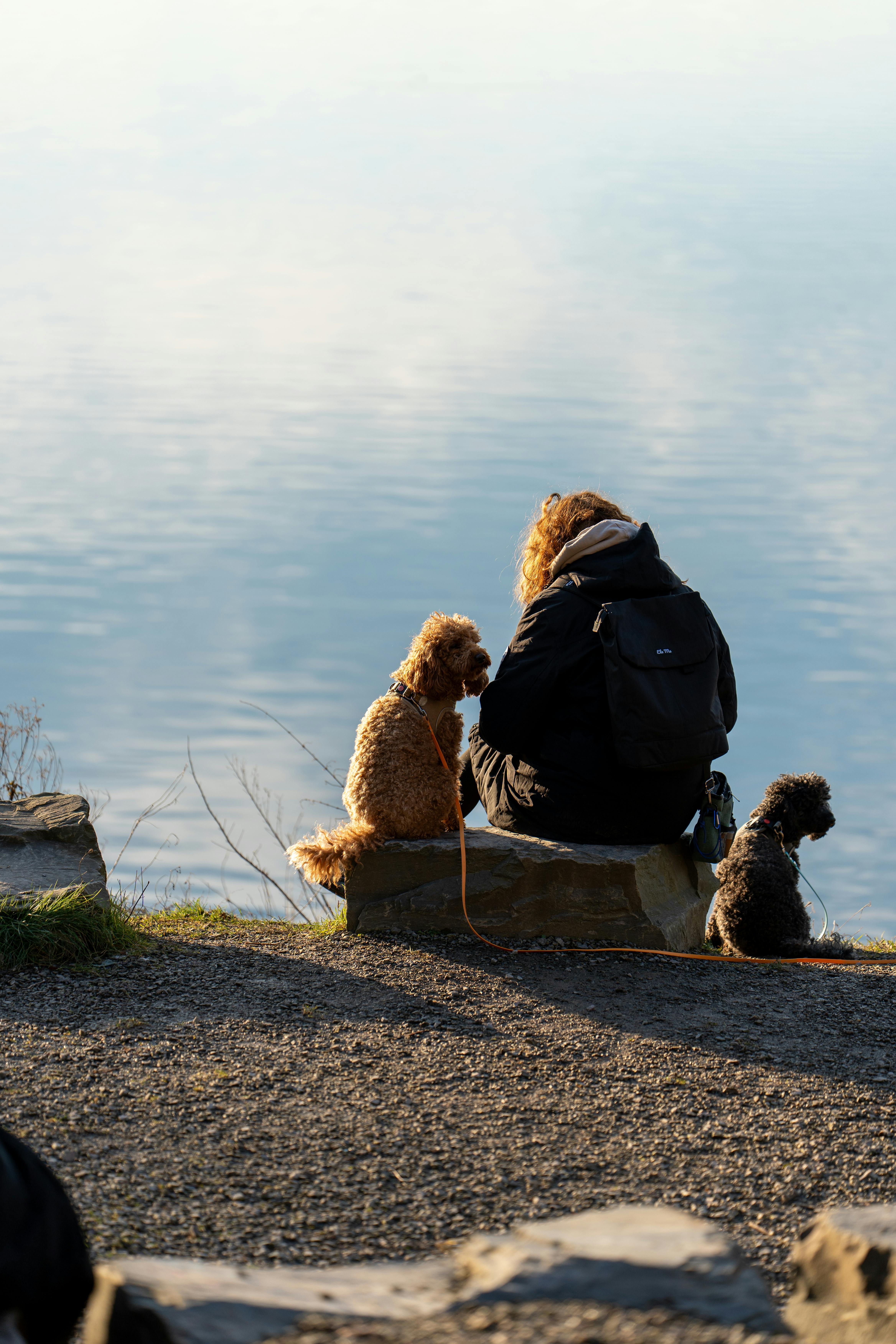 Immediate care for dog seizures