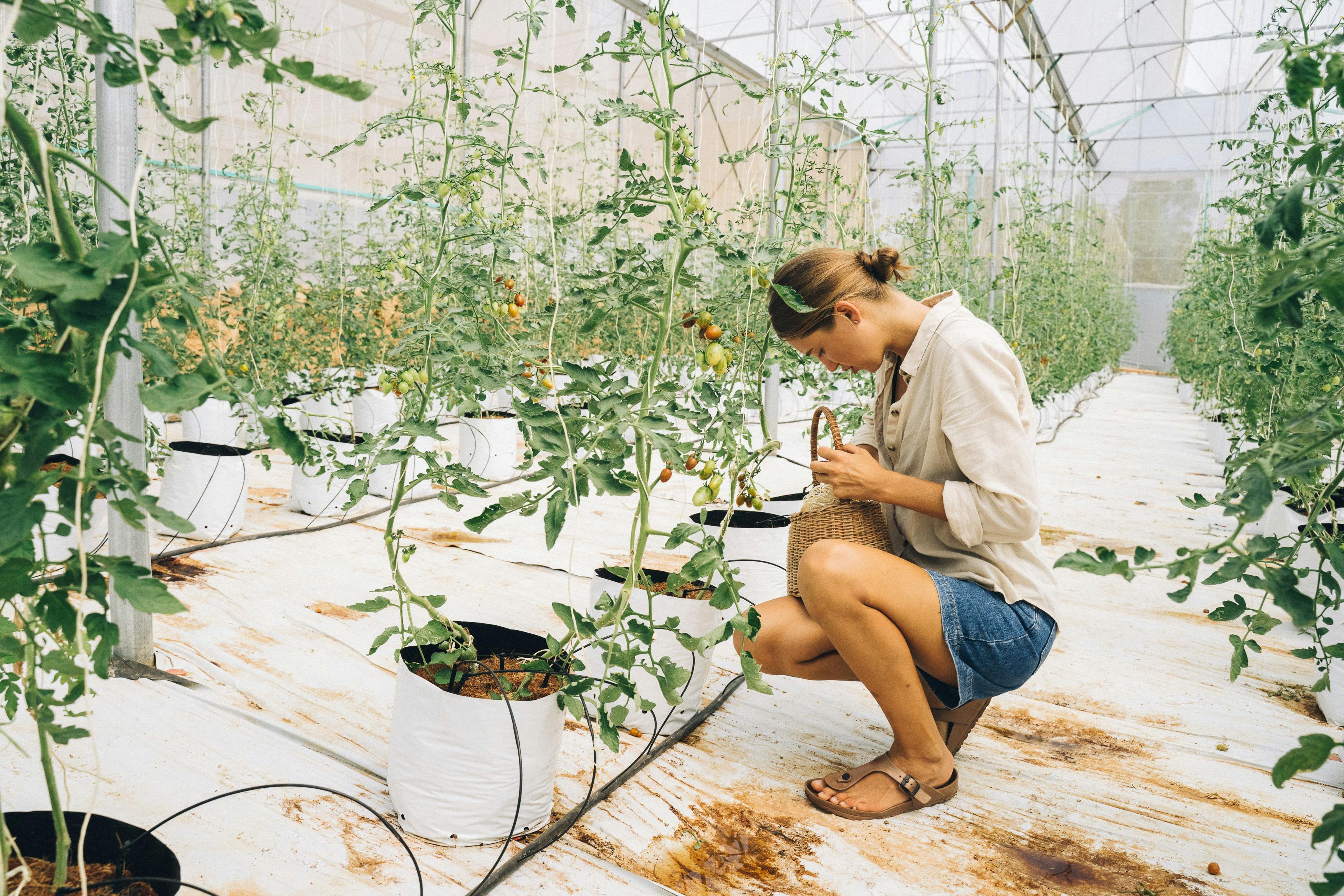 Tomato Garden Layout