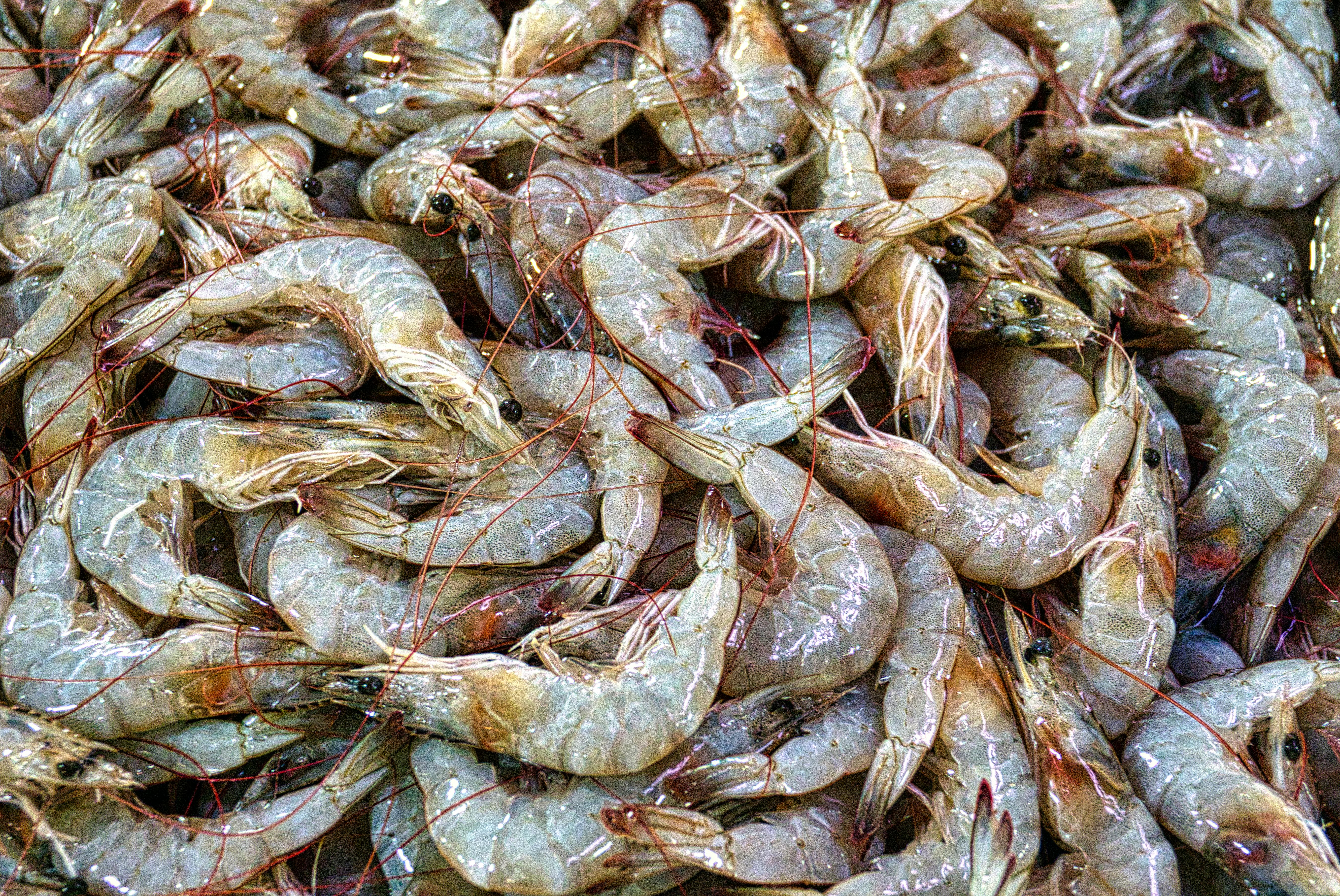 Cooking frozen shrimp