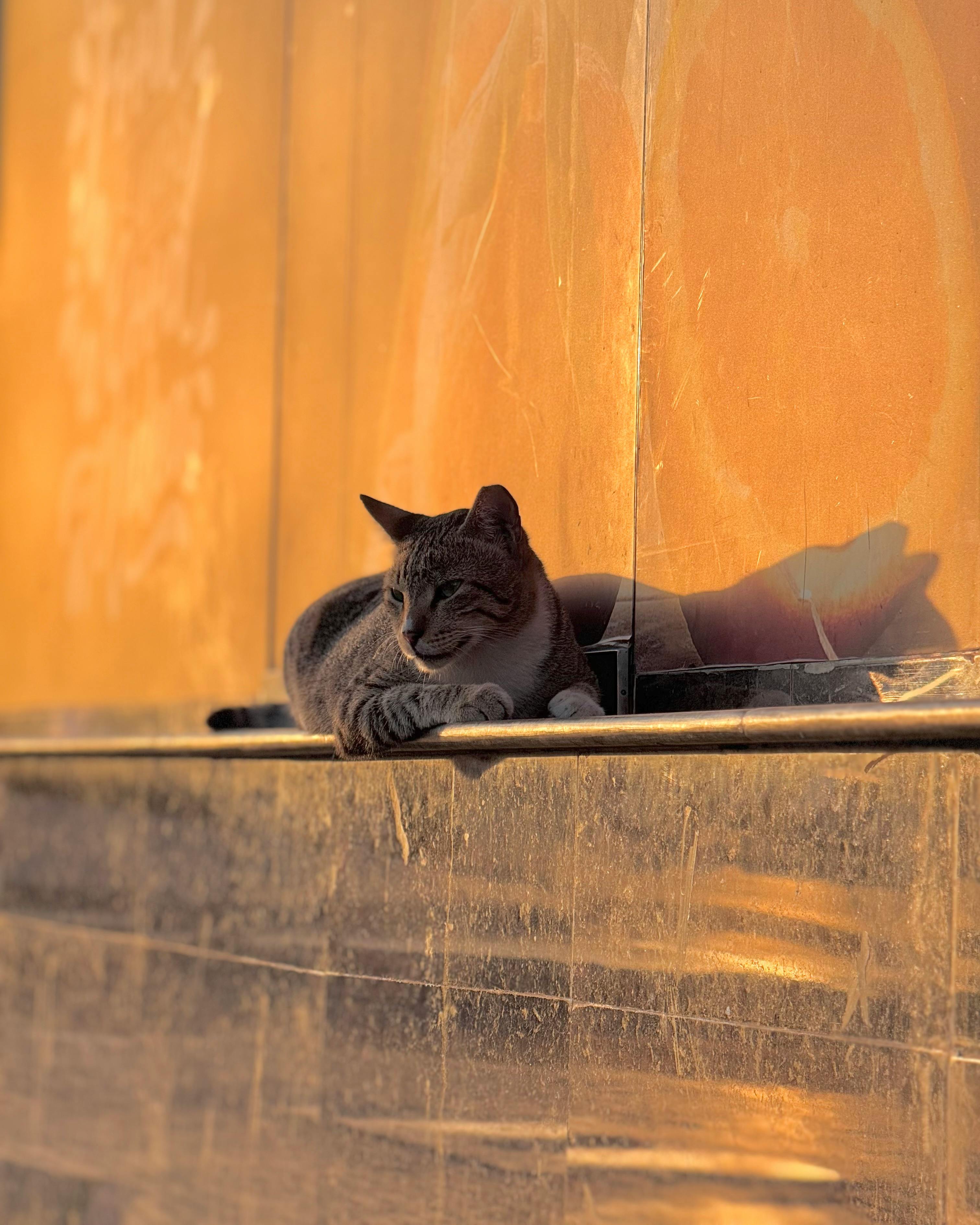 Cat Bathing